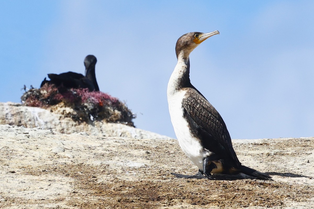Great Cormorant (White-breasted) - ML613569342