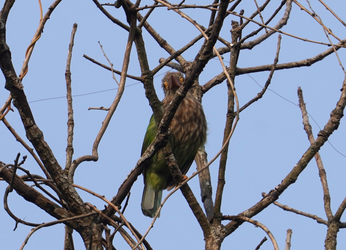 Lineated Barbet - ML613569375