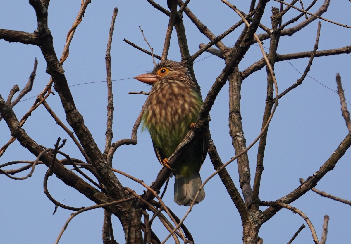 Lineated Barbet - Sud Menon