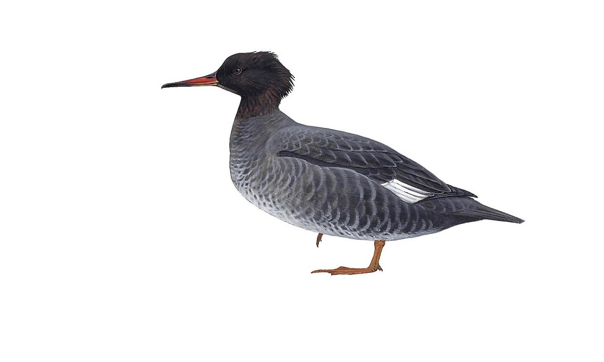 Auckland Islands Merganser - Mergus Australis - Birds Of The World