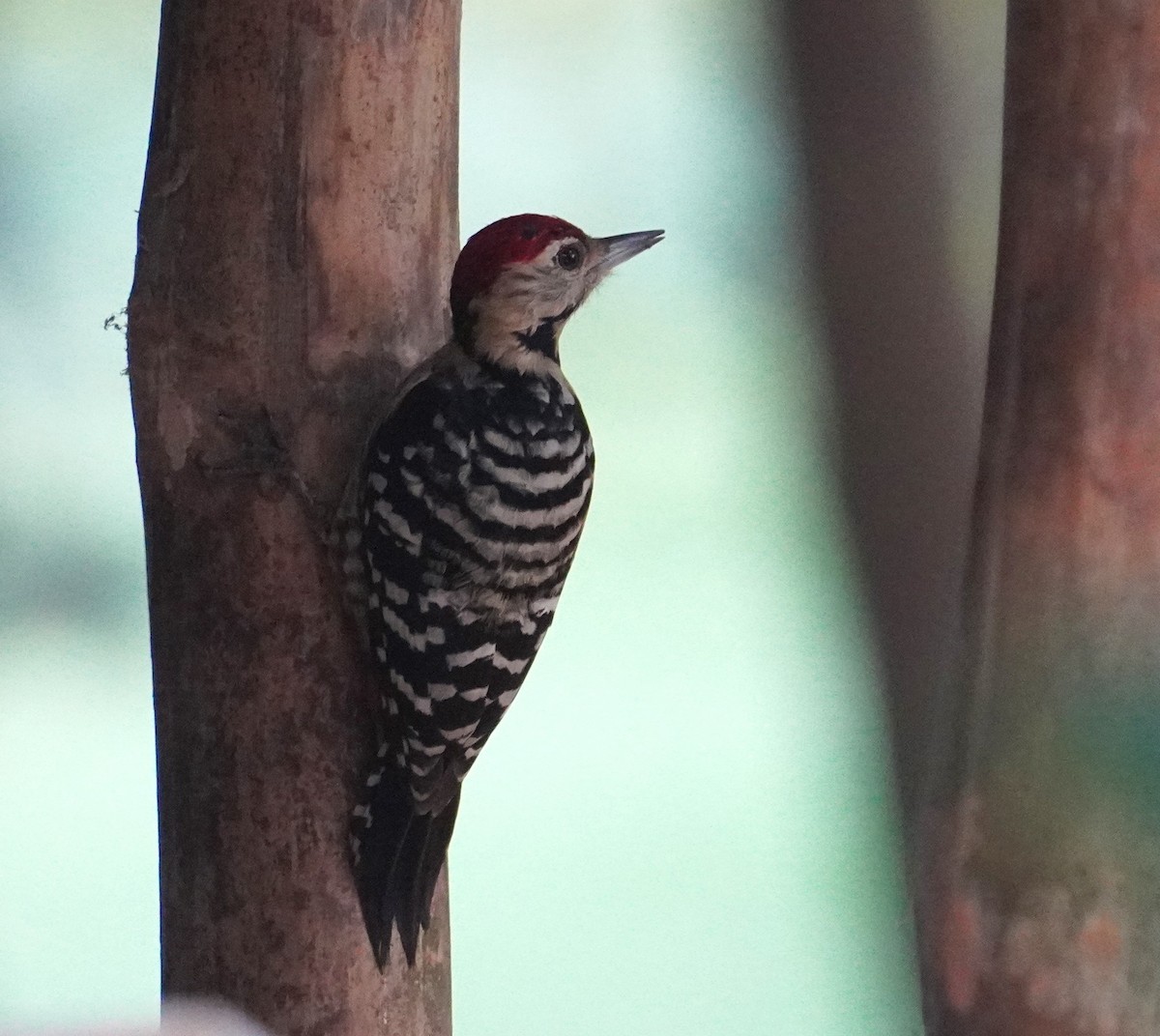 Fulvous-breasted Woodpecker - Sud Menon
