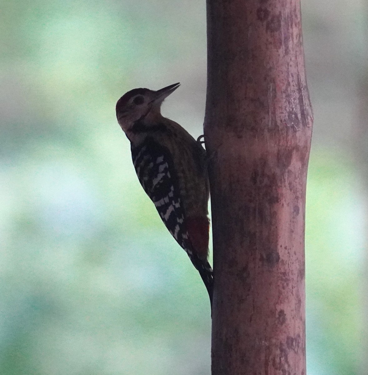 Fulvous-breasted Woodpecker - Sud Menon