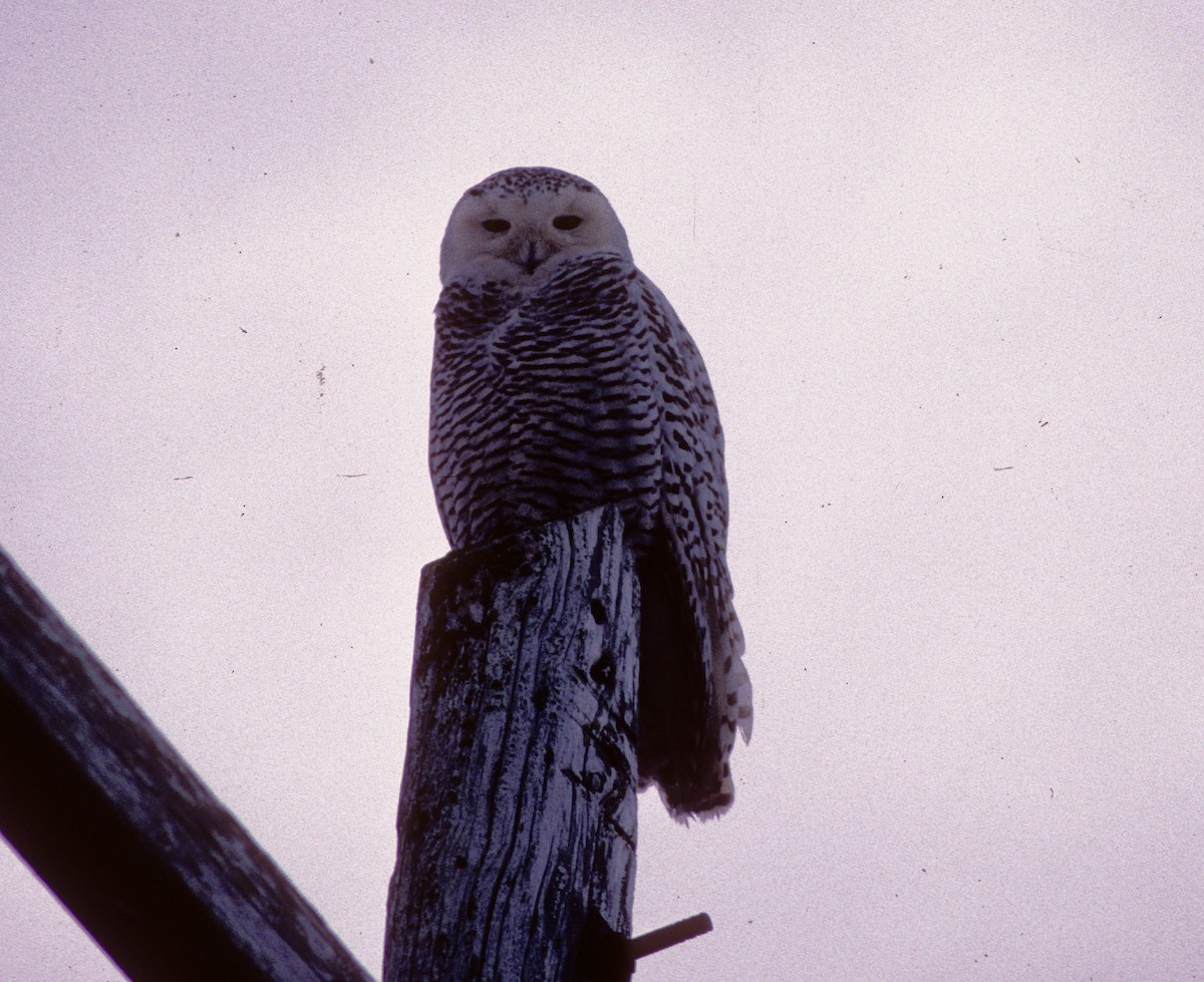 Snowy Owl - ML613569610