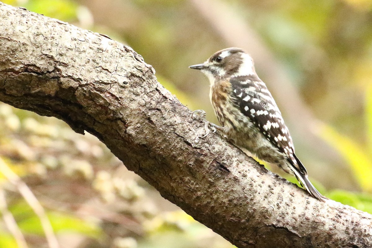 Japanese Pygmy Woodpecker - ML613569635