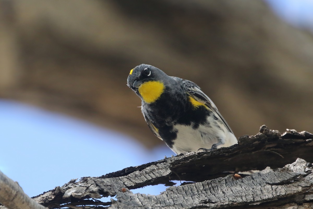 Yellow-rumped Warbler (Audubon's) - ML613569789