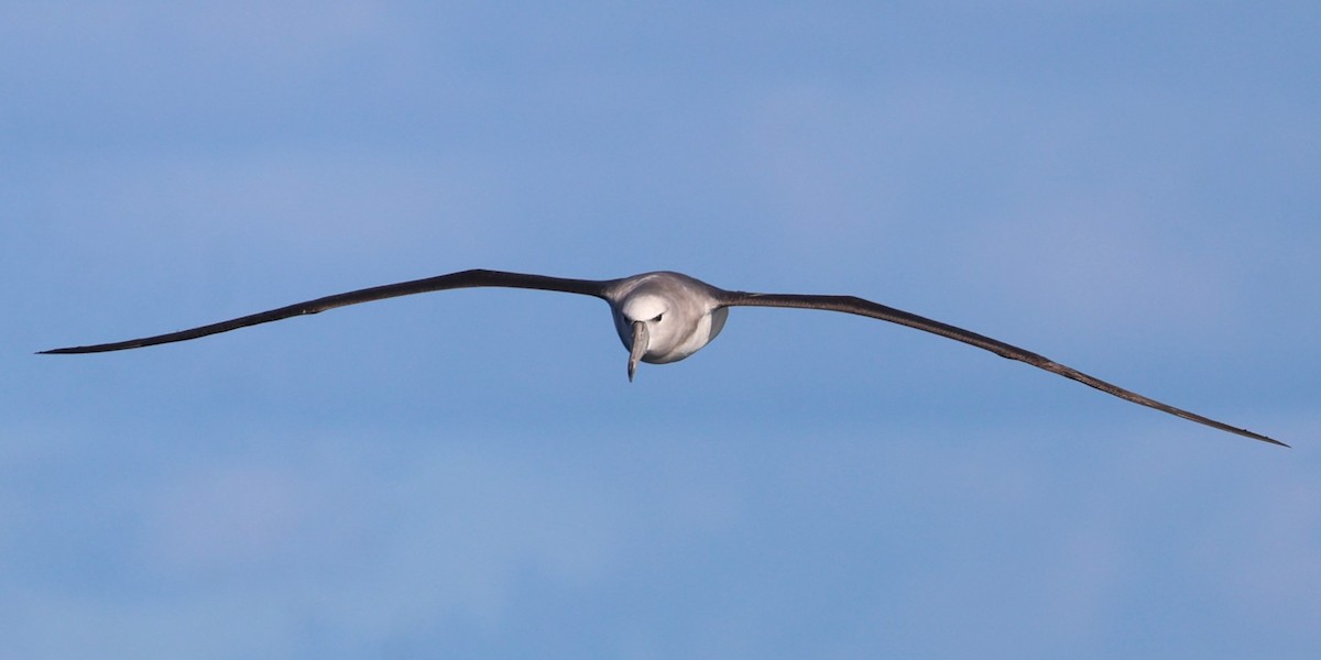 albatros šelfový (ssp. steadi) - ML613569798