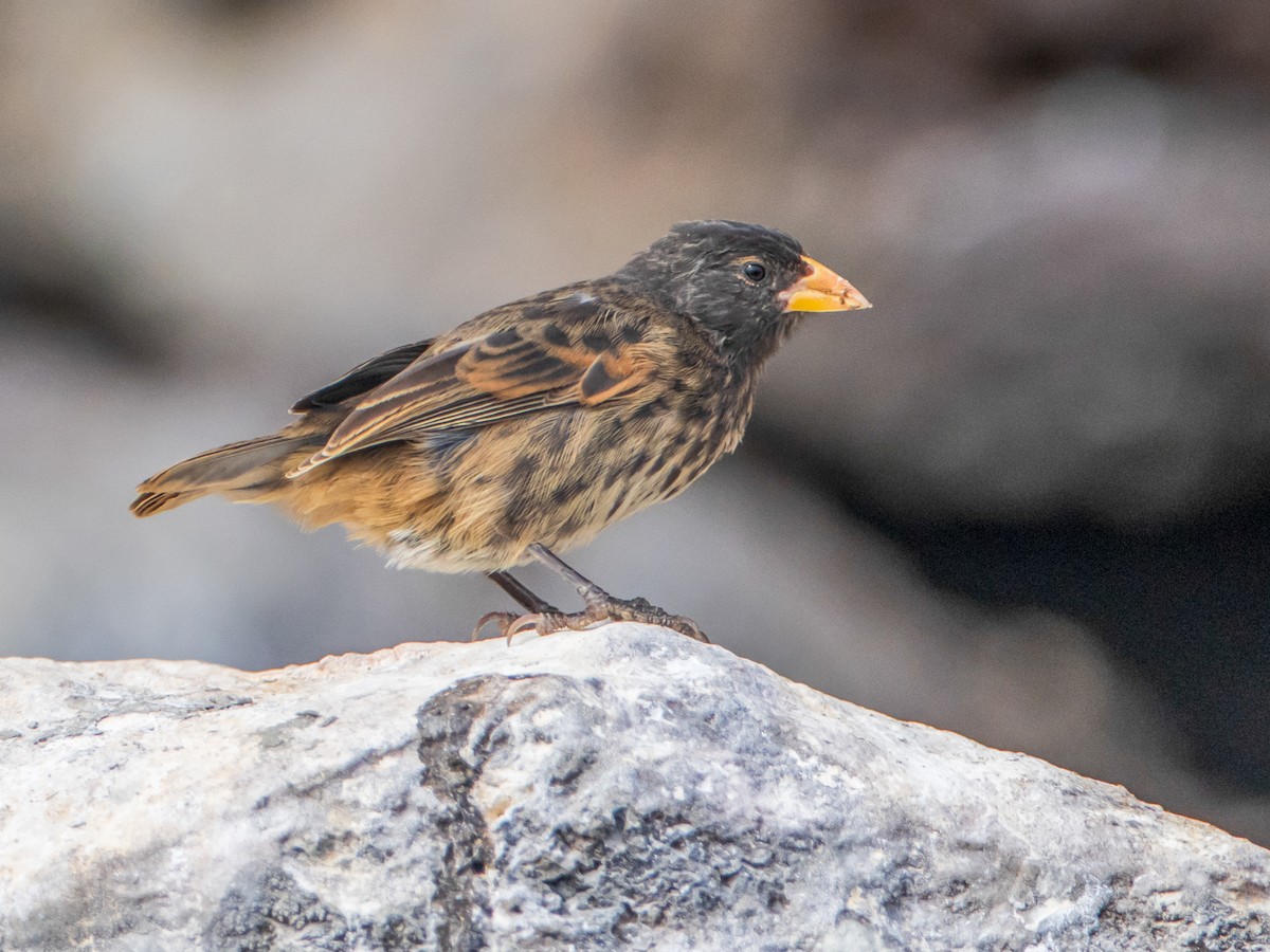 Vampire Ground-Finch - Geospiza septentrionalis - Birds of the World