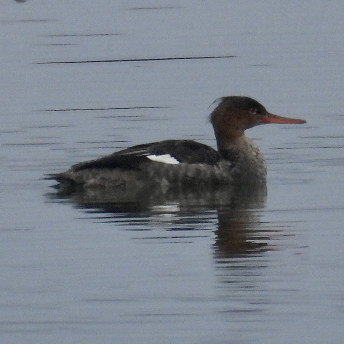 Red-breasted Merganser - Heather O'Connor