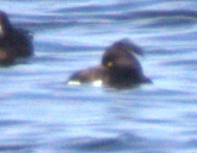 Tufted Duck - ML613570382