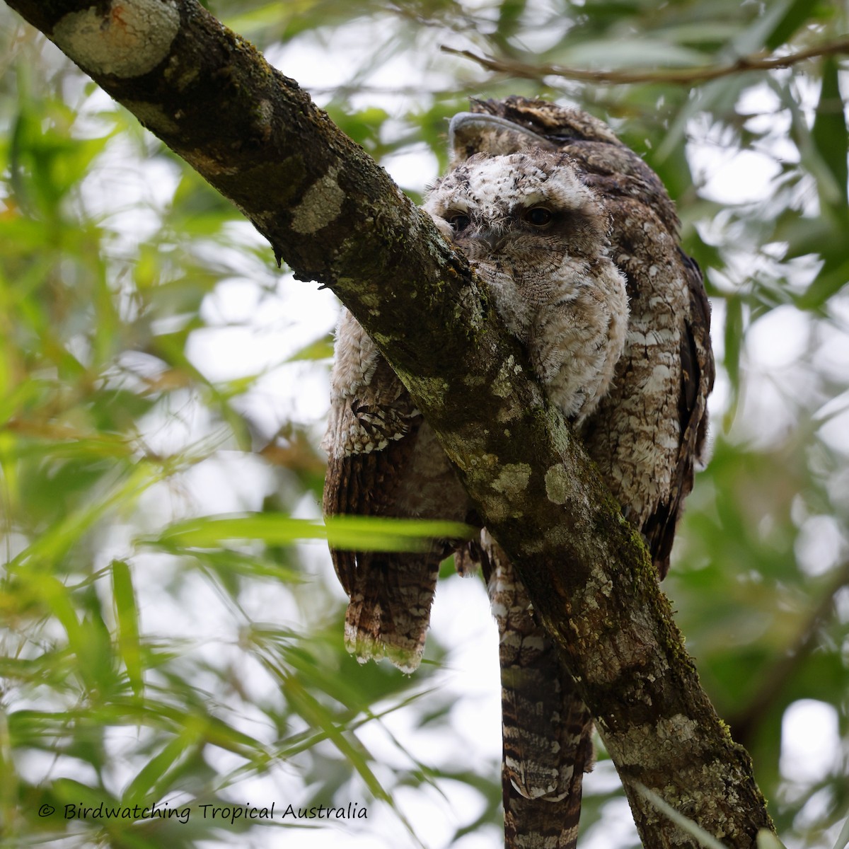 Papuan Frogmouth - Doug Herrington || Birdwatching Tropical Australia Tours
