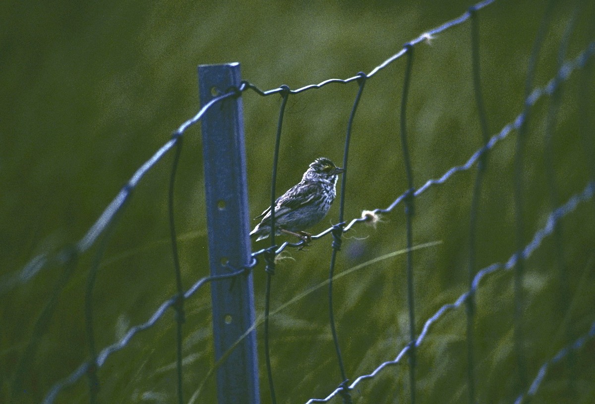 Savannah Sparrow - Anonymous