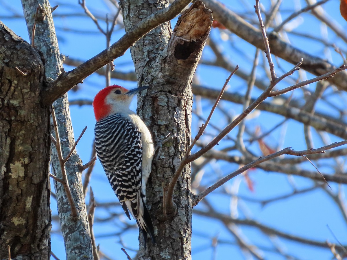 Red-bellied Woodpecker - ML613570591