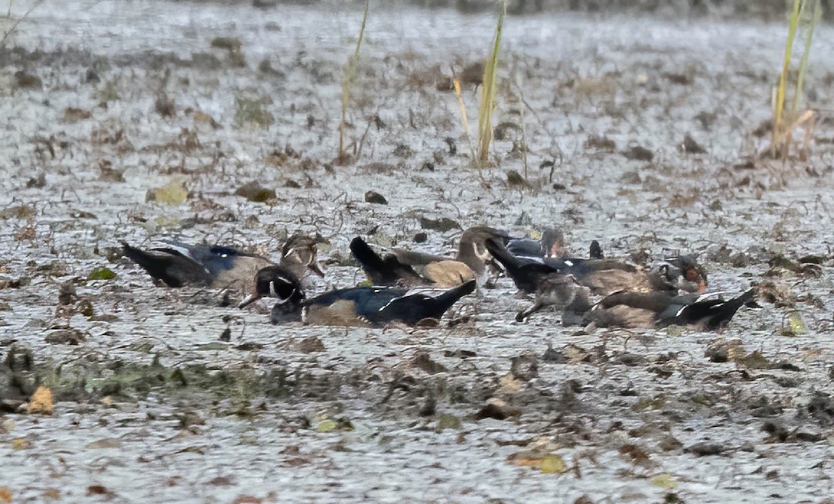 eBird Checklist 8 Sep 2023 BaieduFebvre (station d'épuration