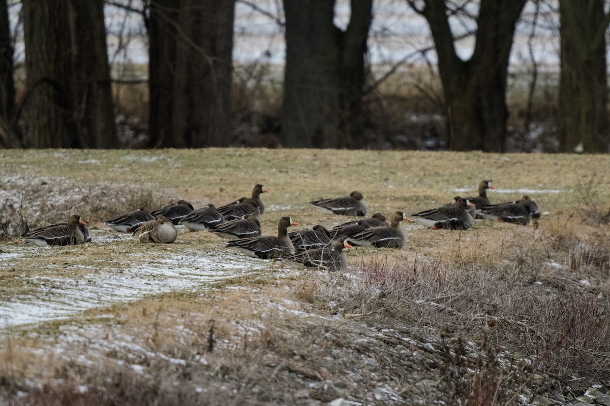 eBird Checklist 15 Jan 2024 Hebron Fish Hatchery and Wetlands 27