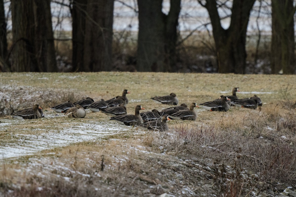 eBird Checklist - 15 Jan 2024 - Hebron Fish Hatchery and Wetlands - 27 ...