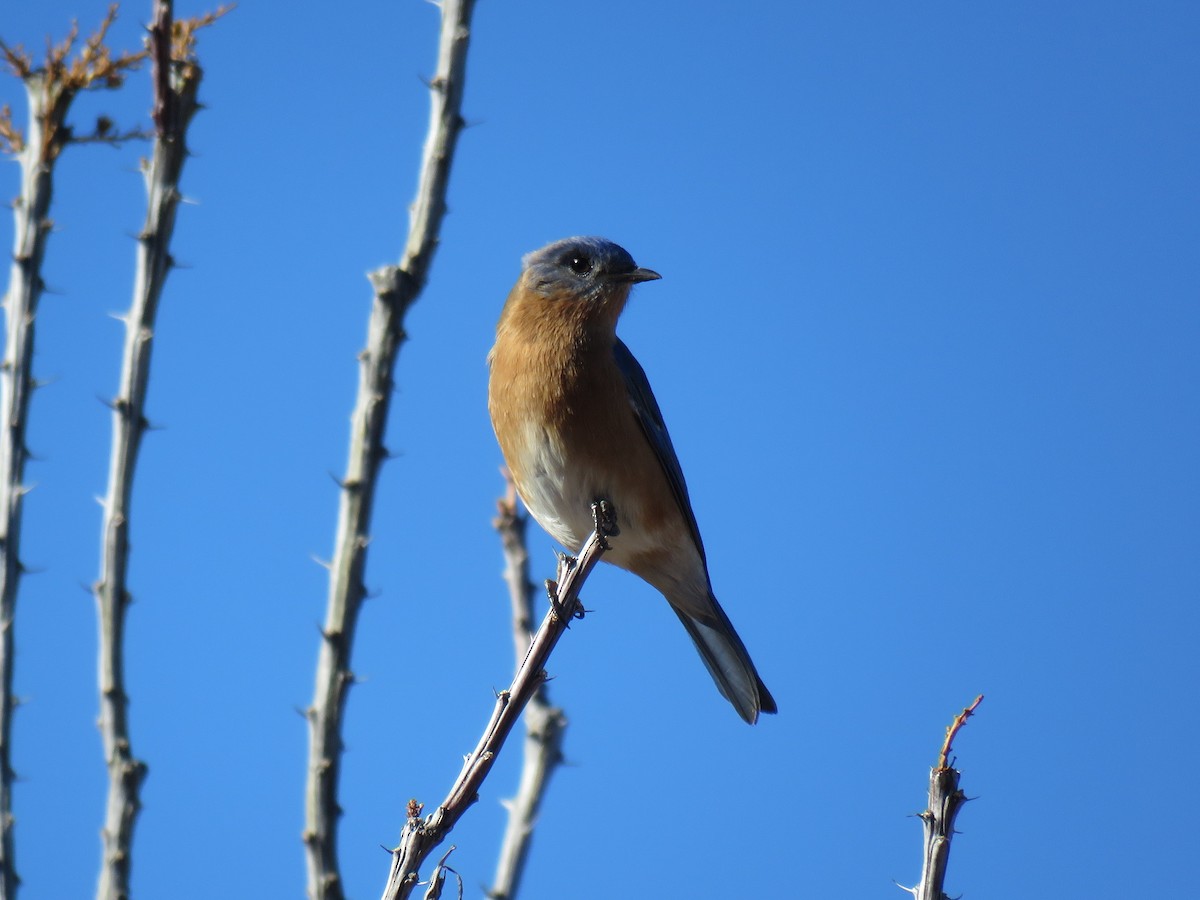 Eastern Bluebird (Mexican) - ML613571230