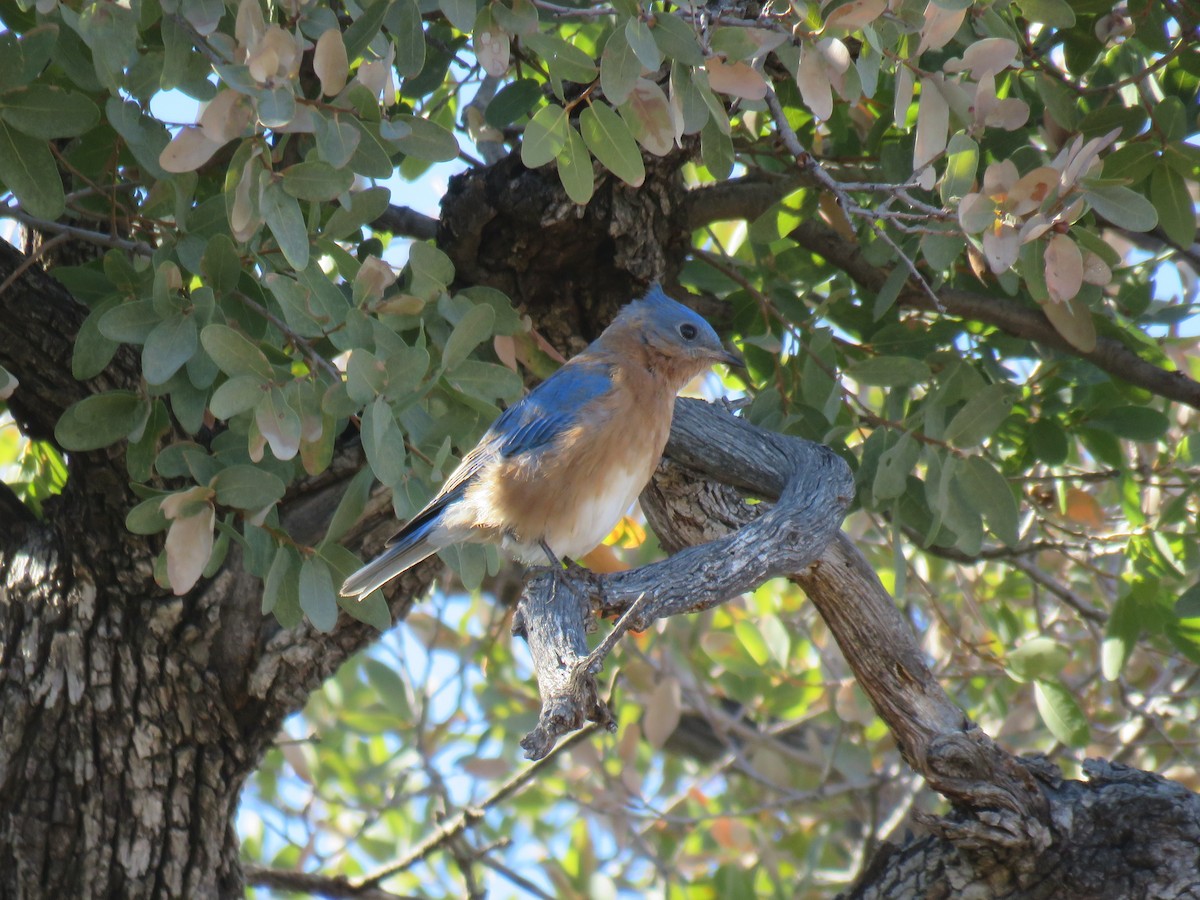 Eastern Bluebird (Mexican) - ML613571233