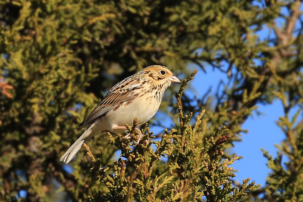 Baird's Sparrow - ML613571323