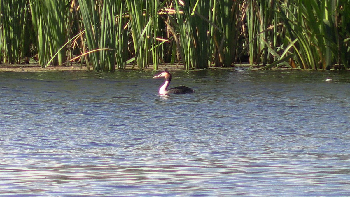 Great Crested Grebe - ML613571470