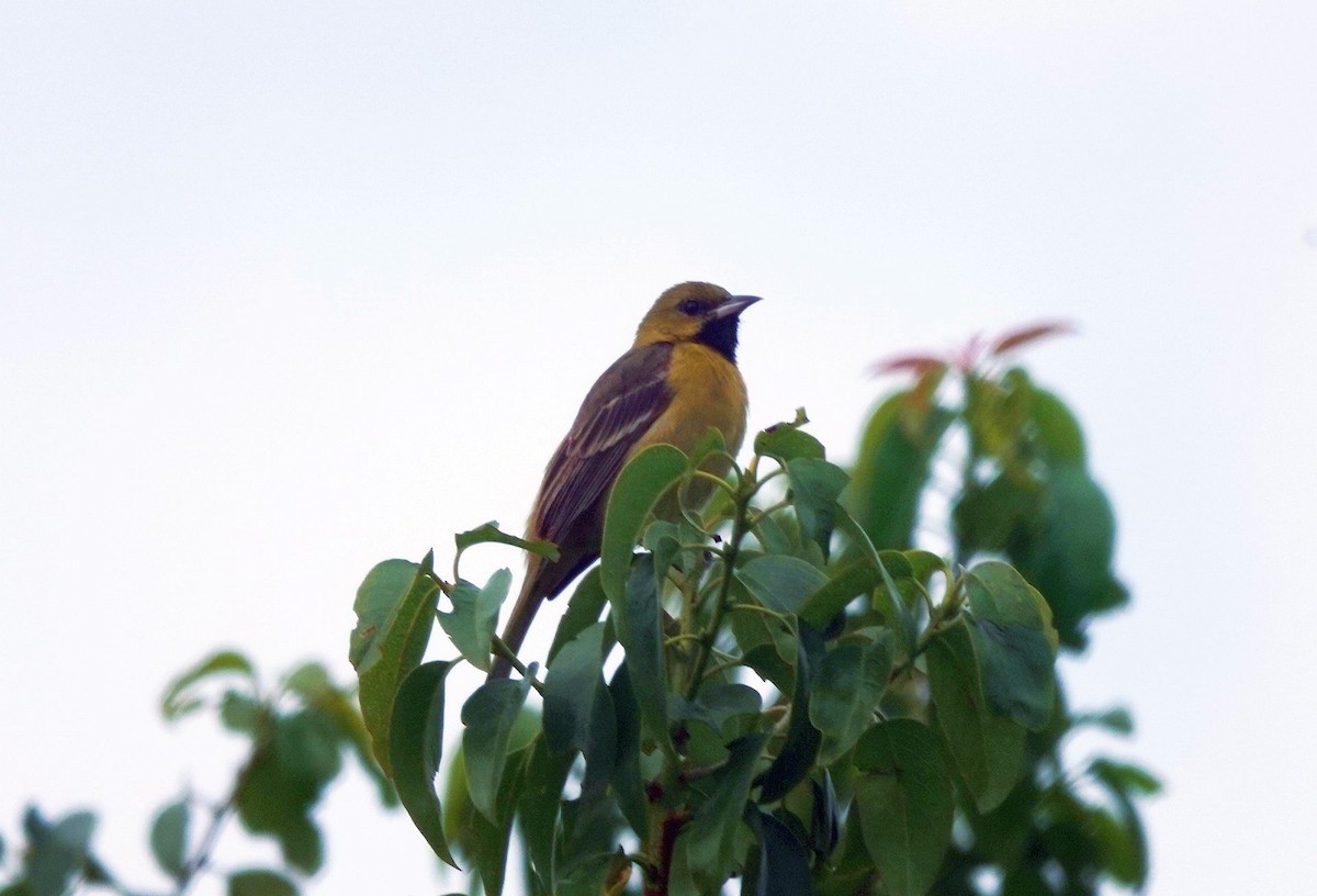 Orchard Oriole - ML613571526