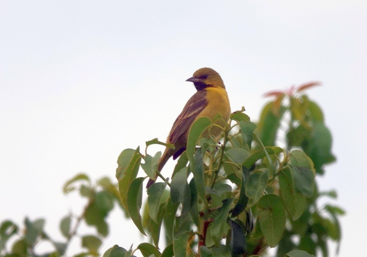 Orchard Oriole - ML613571528