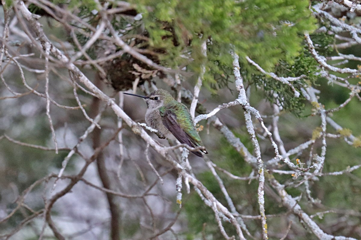 Anna's Hummingbird - ML613571623
