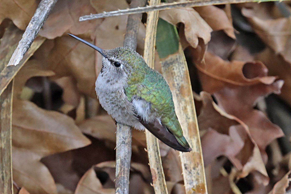 Anna's Hummingbird - ML613571625
