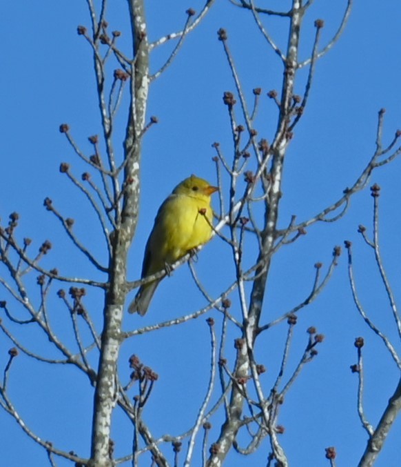 Western Tanager - ML613571700