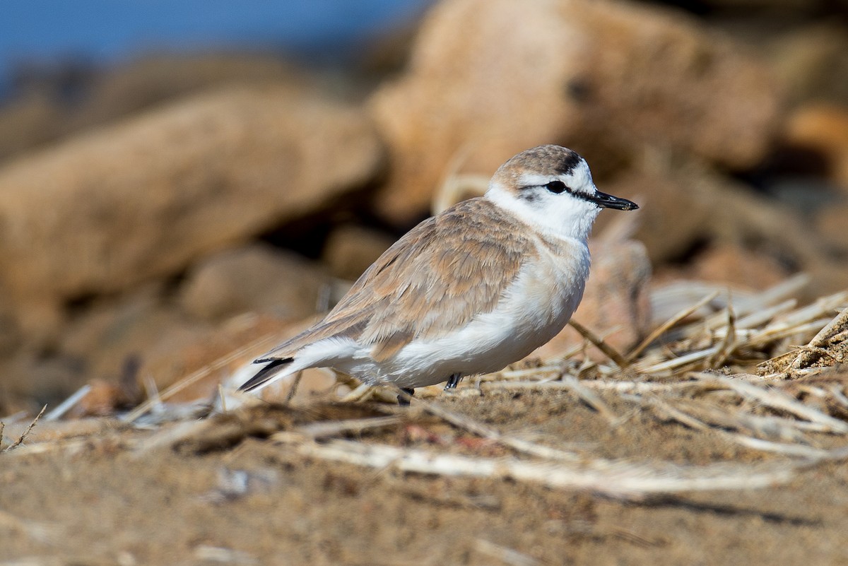 White-fronted Plover - ML613572030