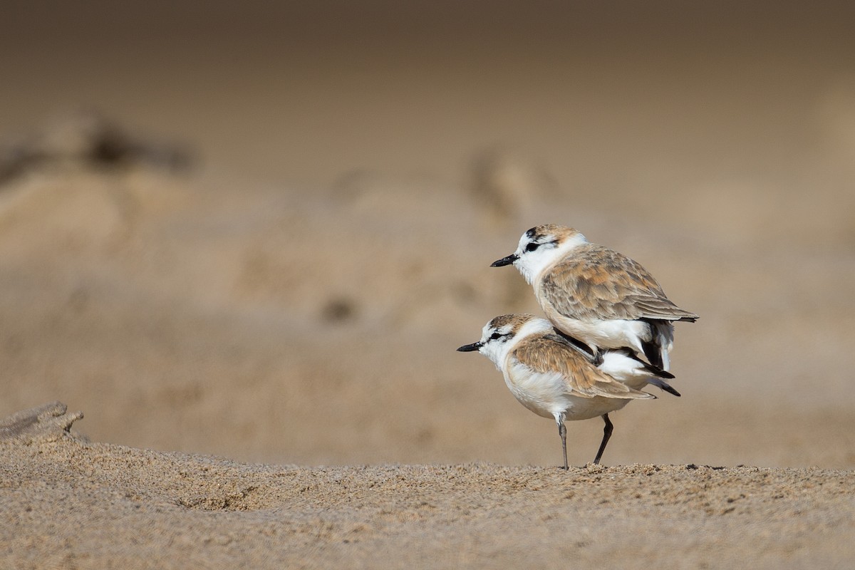 White-fronted Plover - ML613572096