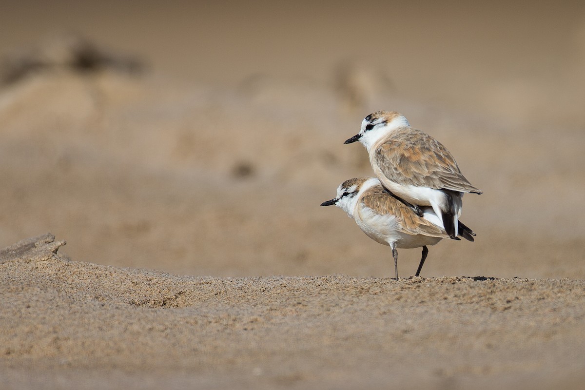 White-fronted Plover - Anonymous