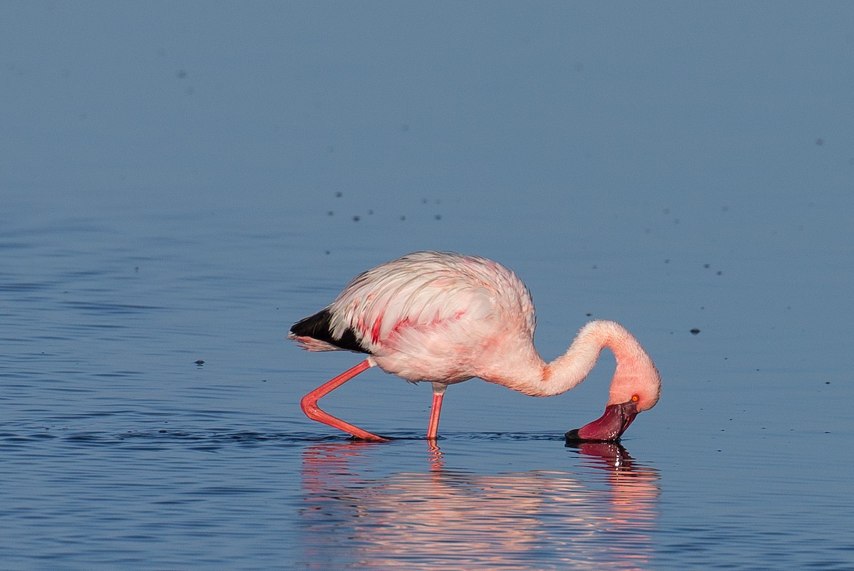 Lesser Flamingo - ML613572116