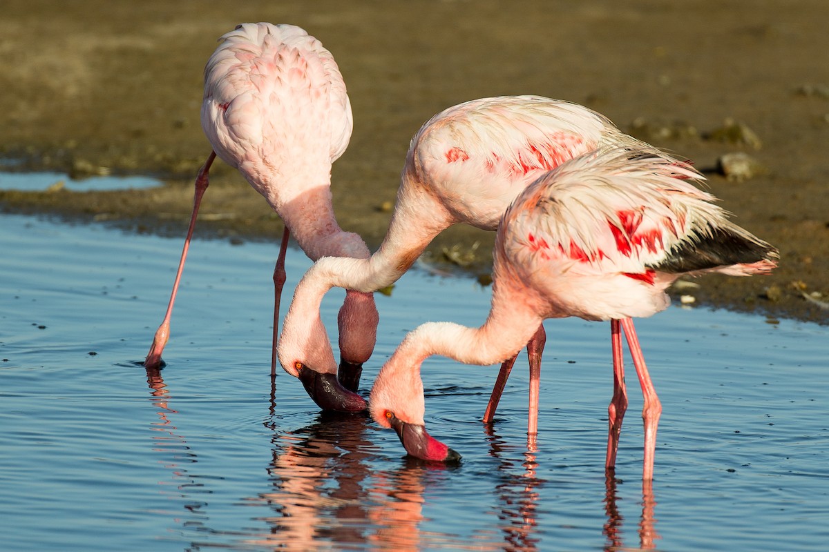 Lesser Flamingo - ML613572119