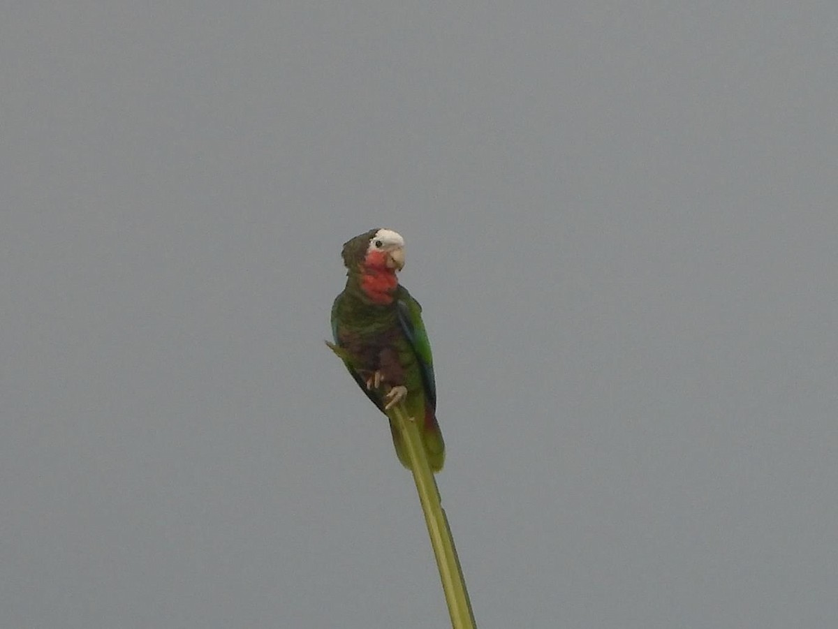 Cuban Parrot (Cuban) - Barry Reed