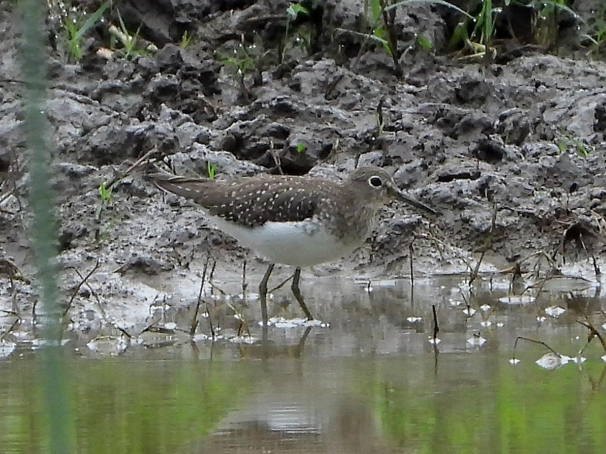 Solitary Sandpiper - Barry Reed