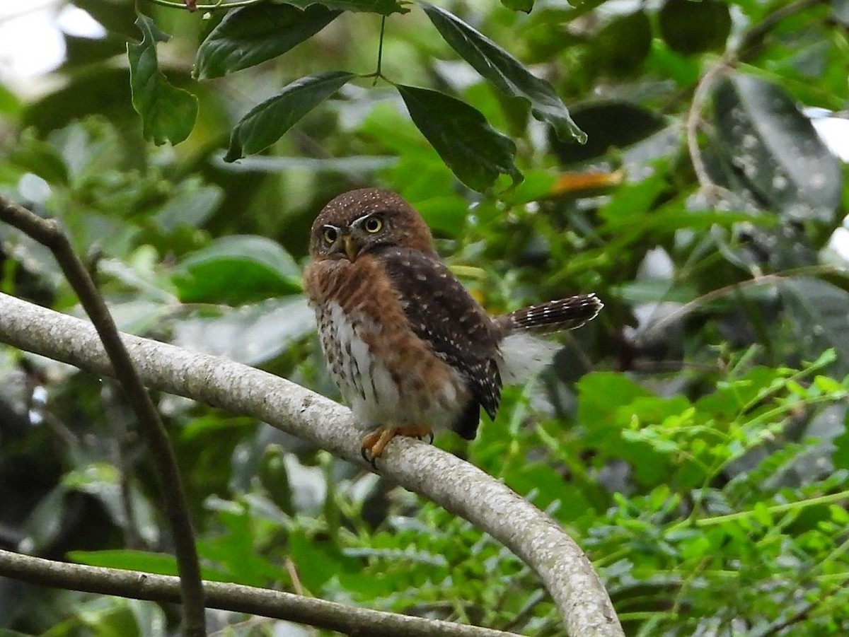 Cuban Pygmy-Owl - ML613572511