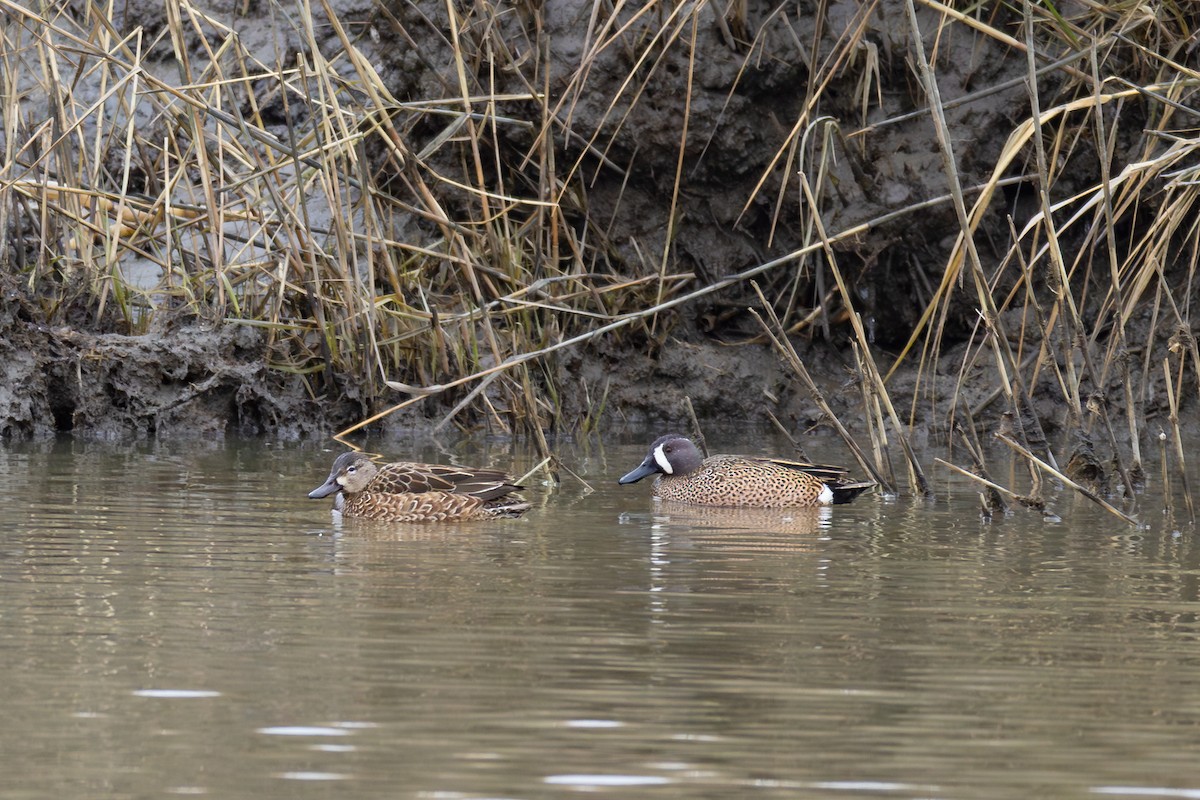 Blue-winged Teal - ML613573037