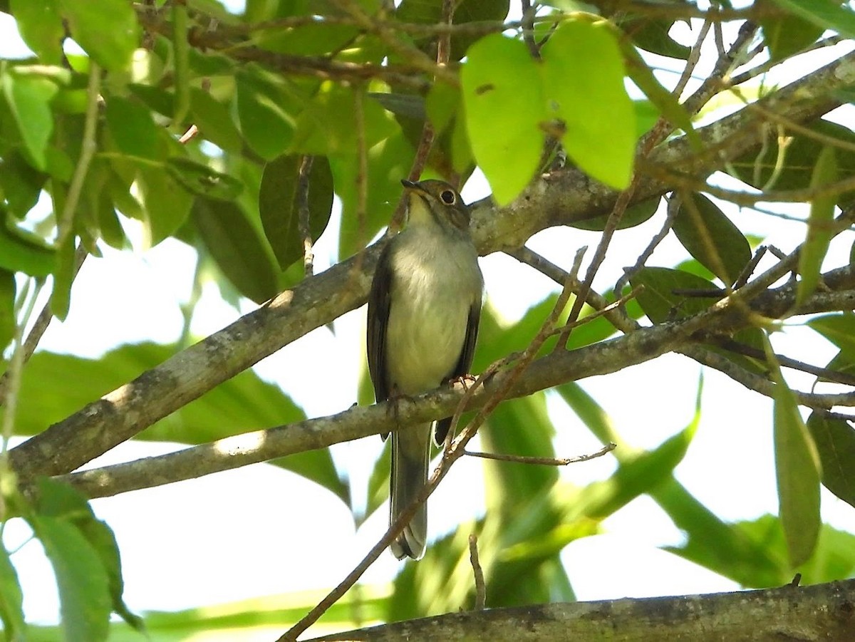 Cuban Solitaire - Barry Reed