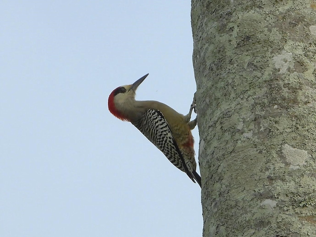 West Indian Woodpecker - Barry Reed