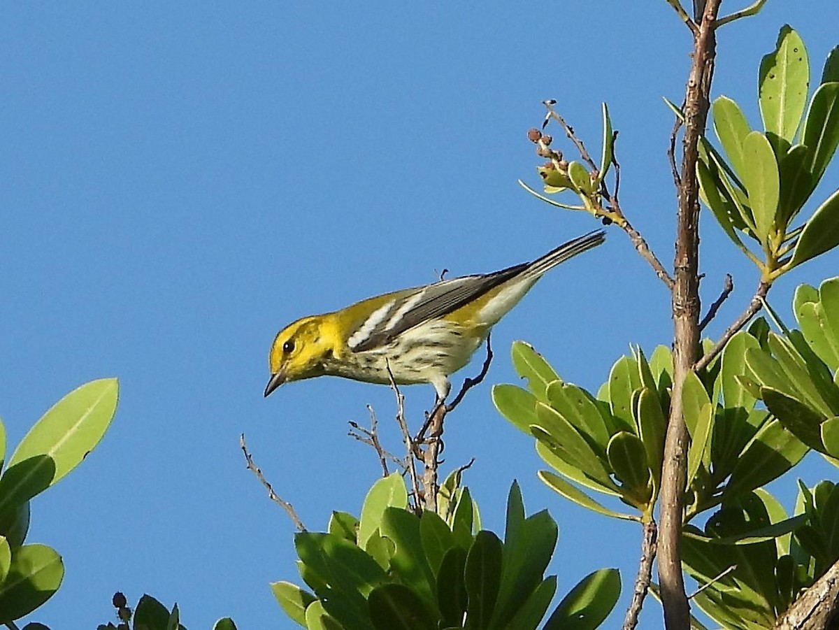 Black-throated Green Warbler - Barry Reed