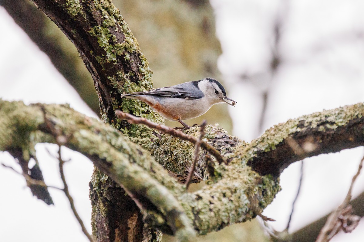 White-breasted Nuthatch - ML613573996