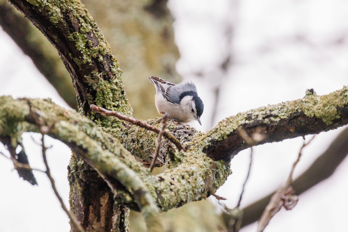 White-breasted Nuthatch - ML613573998
