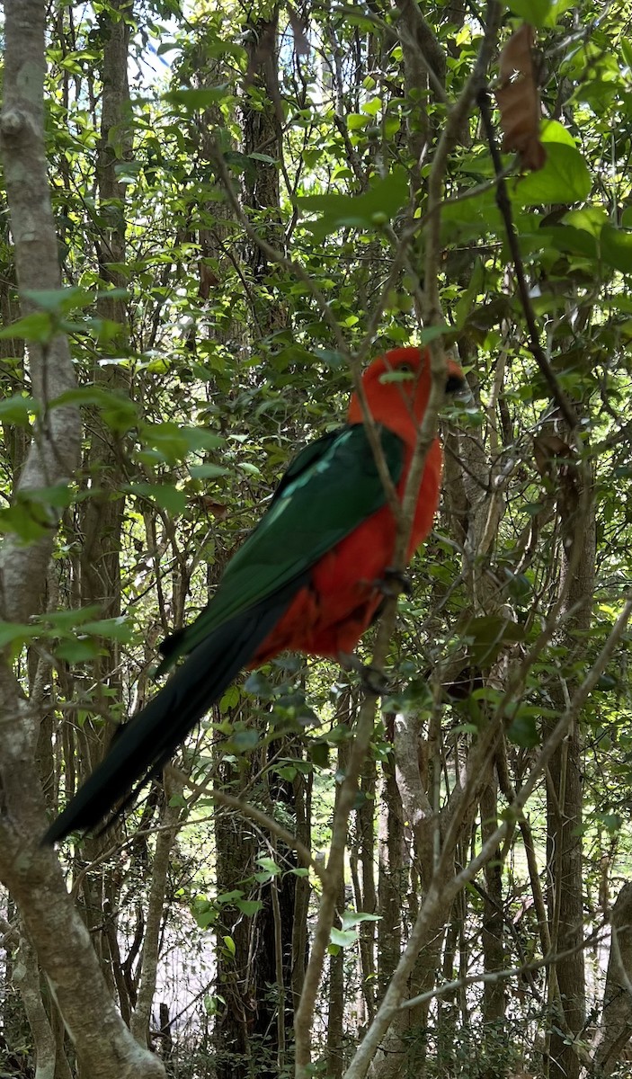 Avustralya Kral Papağanı - ML613574078