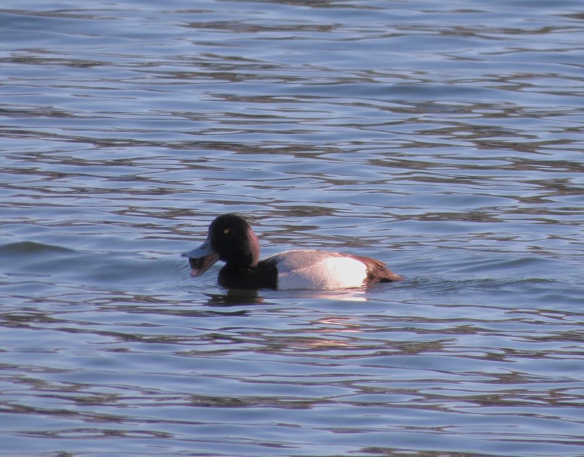 Greater Scaup - ML613574305