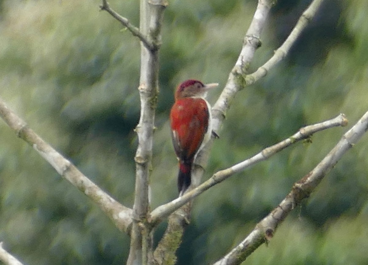 Scarlet-backed Woodpecker - ML613574314