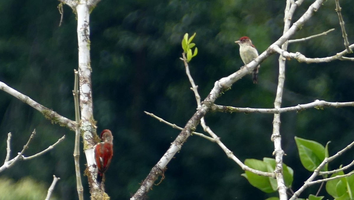 Scarlet-backed Woodpecker - ML613574315