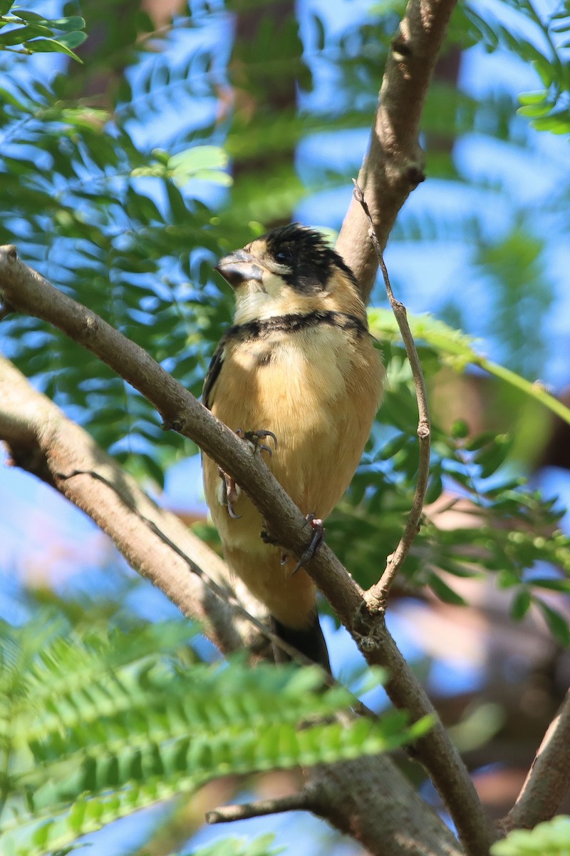 Rusty-collared Seedeater - ML613574332