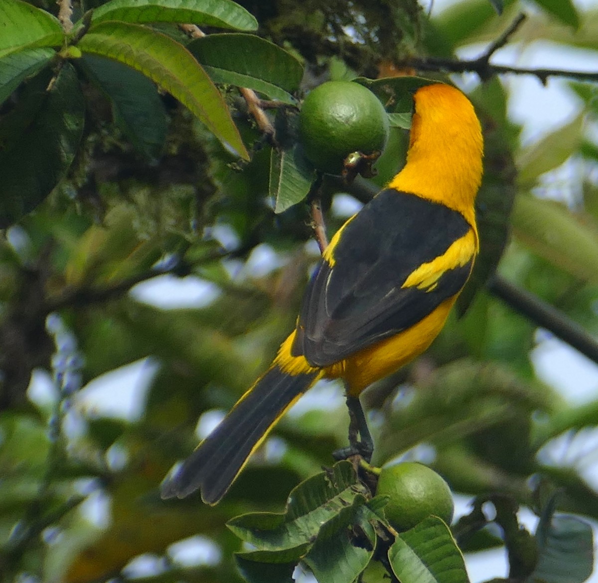 Yellow-tailed Oriole - Pierre Bonmariage