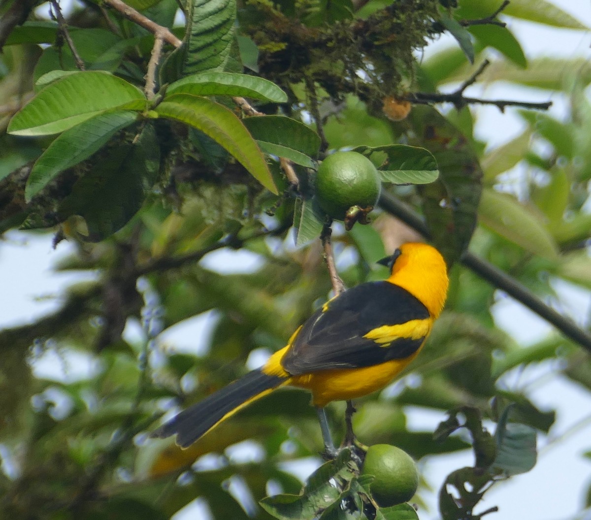 Yellow-tailed Oriole - ML613574366