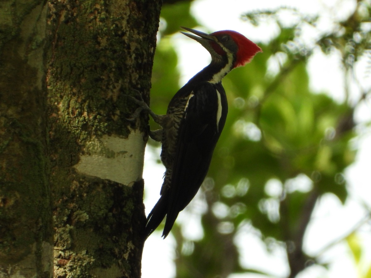 Lineated Woodpecker - ML613574651